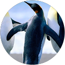 Anita Nsarko Biney profile picture